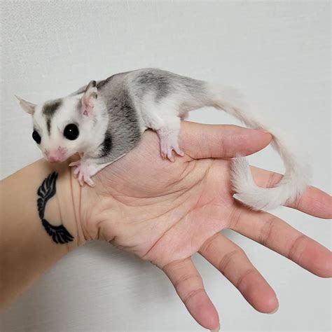 1 ring tail female 2yro 1 white face female 6 months old 1 mosaic male 2 years old (neutured) They are $300 each or 2 for 500 or 700 for all 3 Both females have pedigree an breeding rights for additional $50 each female. . Sugar glider for sale near me
